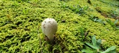 Enlarge photo 244