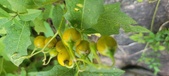 Enlarge photo 232