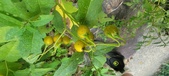 Enlarge photo 231