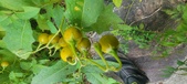 Enlarge photo 229