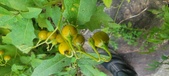 Enlarge photo 228