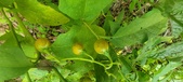 Enlarge photo 227