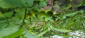 Enlarge photo 226