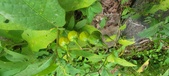 Enlarge photo 223