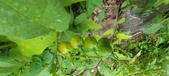 Enlarge photo 222