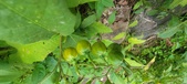 Enlarge photo 221
