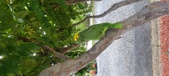 Enlarge photo 195
