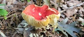 Enlarge photo 177