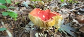 Enlarge photo 176