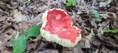 Enlarge photo 174