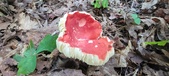Enlarge photo 173
