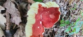 Enlarge photo 172