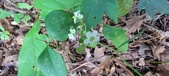 Enlarge photo 171