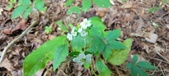 Enlarge photo 162