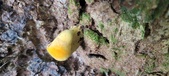 Enlarge photo 155