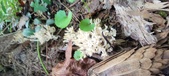 Enlarge photo 146