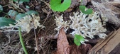 Enlarge photo 141