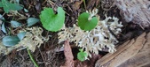 Enlarge photo 140
