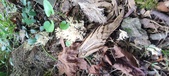 Enlarge photo 137