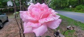 Enlarge photo 91