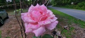 Enlarge photo 90