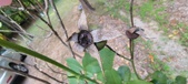 Enlarge photo 87
