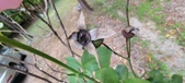 Enlarge photo 83