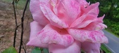 Enlarge photo 86