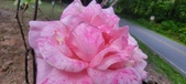 Enlarge photo 82