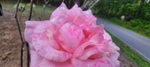 Enlarge photo 81