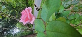 Enlarge photo 79