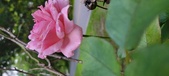 Enlarge photo 75