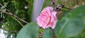Enlarge photo 76