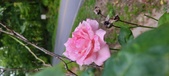 Enlarge photo 77