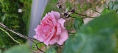 Enlarge photo 78