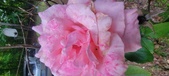 Enlarge photo 74