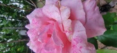 Enlarge photo 73
