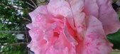 Enlarge photo 72