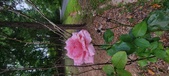 Enlarge photo 69