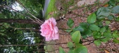 Enlarge photo 67