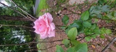 Enlarge photo 66