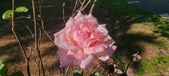 Enlarge photo 53