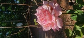 Enlarge photo 54