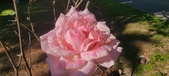Enlarge photo 52
