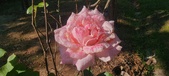 Enlarge photo 51