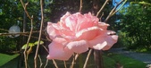 Enlarge photo 50