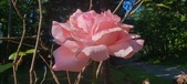 Enlarge photo 48