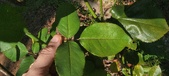 Enlarge photo 46