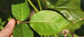 Enlarge photo 45