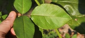 Enlarge photo 44